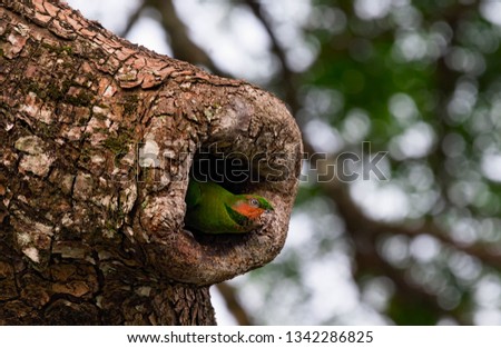 Long-tailed Parakeet(Psittacula longicauda) in hole nest on the tree