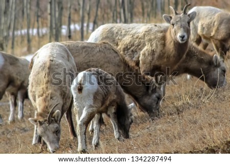 Bighorn Sheep In The Wild