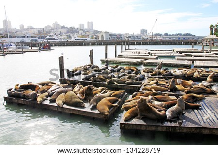 Sea lions at Pier 39, San Francisco, USA Royalty-Free Stock Photo #134228759