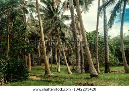 Cobblestone pathway in lush tropical garden - Mindoro - Philippines