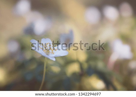 wild white flower wood anemone