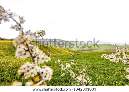 Spring time in tuscany in Italy. Photo with free space for your decoration. 