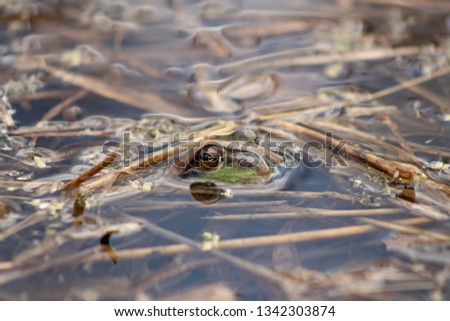 Frog peeking out of swamp