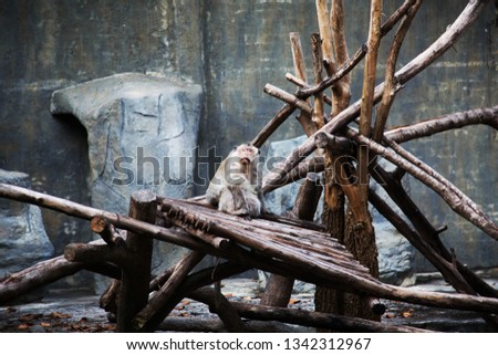 A monkey in a zoo in the northern part is sitting for tourists to take pictures
