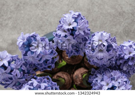 Hyacinth in the vase, view from above