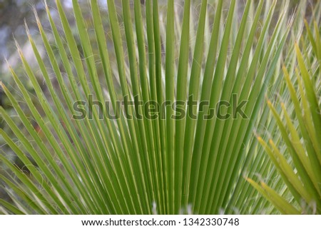 Palm leaves in the province of Alicante, Costa Blanca, Spain