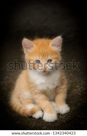 yellow kitten with blue eyes