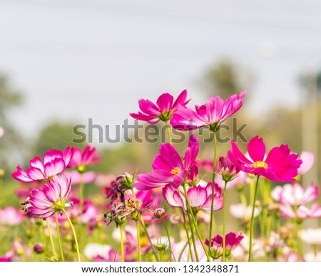 Defocused  colorful  cosmos  flowers  in  the  field  with  nature  blurry  background