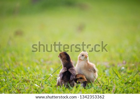 Beautiful and adorable three little chickens on the grass fields patterns, Beautiful chicks on grass floor in the farm