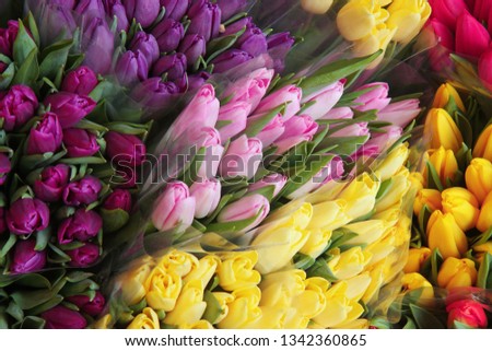 tulips packs for sale