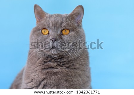 Large Cute British  Shorthair Gray Cat With Yellow Eyes Against Blue Background Close Up.