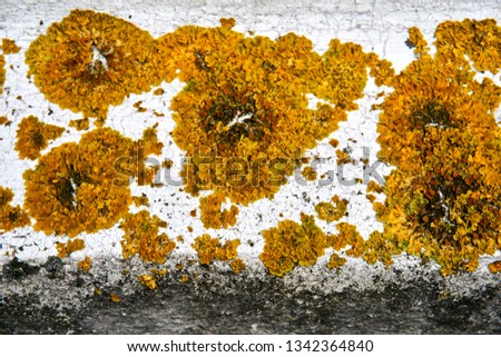 lichen and other plants on grunchy wall