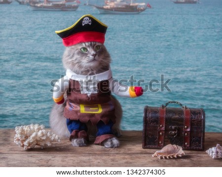 Funny kitten in a pirate costume