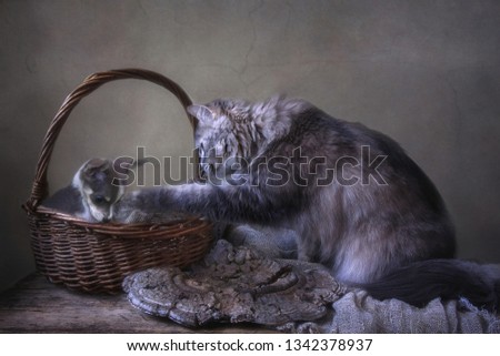 Gray Siberian cat and little chihuahua puppy