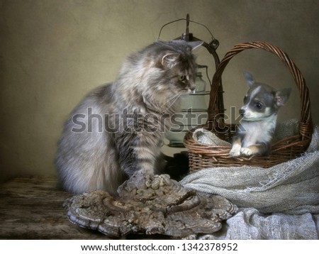 Gray Siberian cat and little chihuahua puppy
