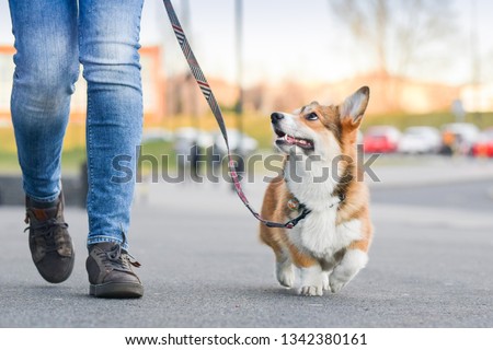 Welsh corgi pembroke dog walking nicely on a leash with an owner during a walk in the city Royalty-Free Stock Photo #1342380161