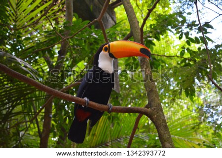 The charm of toucan