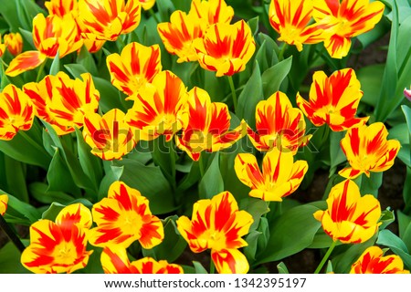 beautiful dutch tulips blooming in spring