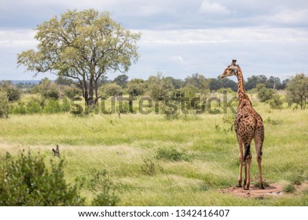 A solitary giraffe with oxpeckers on its back is grazing in the savanna with a distant tree in the background