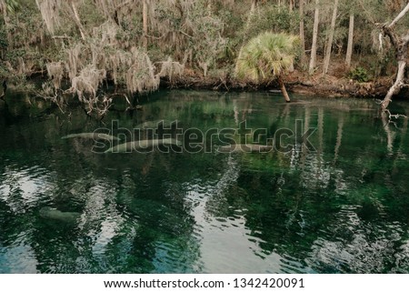 Manatees in water, Florida