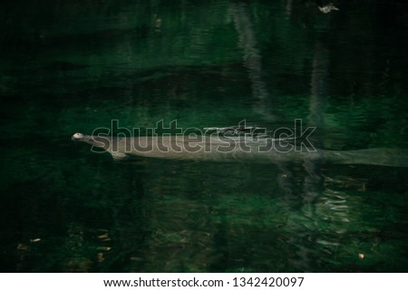 Manatees in water, Florida