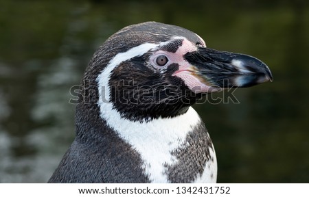 Humboldt penguin bird isolated image