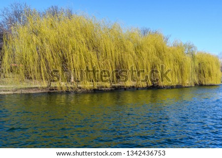 Horizontal line of willow with light green spouts during a sunny spring day on the shore of a blue lake in Bucharest, Romania