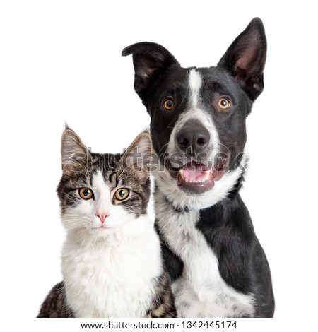 Tabby  and white cat and Happy Border Collie crossbreed dog with smiling expression looking at camera