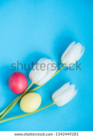 On a blue background Easter composition. White three tulips with colorful easter eggs. Religious holiday. View from above