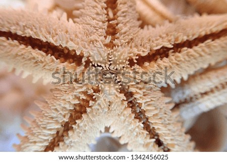 Portrait of a starfish