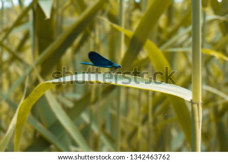 Blue dragonfly sitting on a grass, natural background