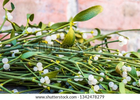 mistletoe spring photo