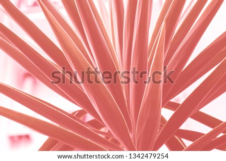 Palm succulent plant growing in the city. Coral background