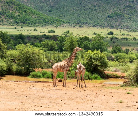 Giraffes in South Africa.
