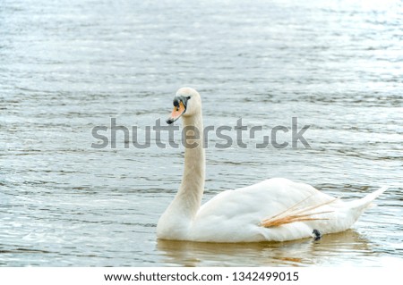Adult white swan swimming on the calm lake