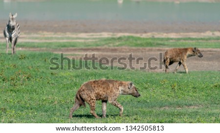 Hyena in the Ngorongoro Crater