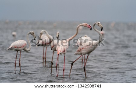 A Flamingo in Walvis Bay