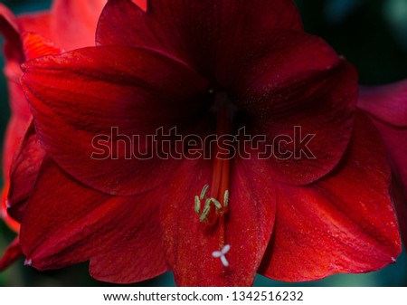 Close up photo of beautiful red velvet amaryllis, Hippeastrum flower. Dark moody picture.