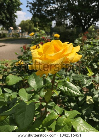 The yellow rose