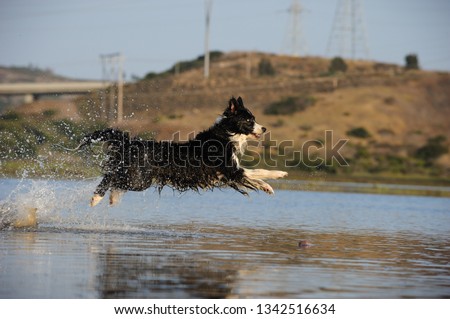 Border Collie dog outdoor portrait jumping through water