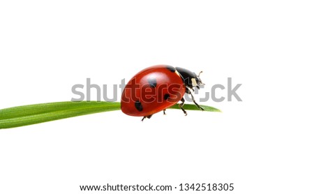 Ladybug on grass isolated on white  Royalty-Free Stock Photo #1342518305