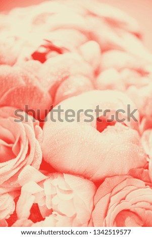 Fresh bunch of pink peonies and roses. Duotone image. Card Concept, pastel colors, close up image