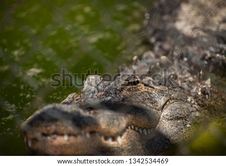 picture of a crocodile from the other side of a fence on a sunny day