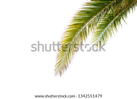 Two isolated palm tree leaves against bright white background of pale overcast sky.