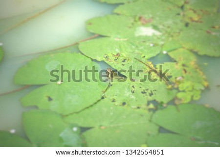 Small toad swimming between green waterlilies on the water