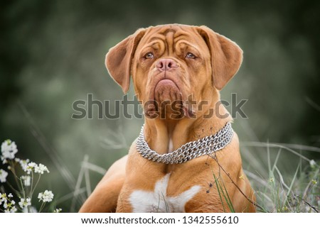 Puppy of Dogue de Bordeaux posing Outdoors Royalty-Free Stock Photo #1342555610