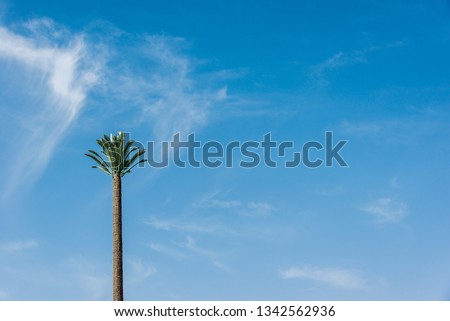 big green African palm tree against the blue sky. Horizontal frame
