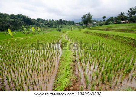 rice field in countryside,  Bogor, West Java