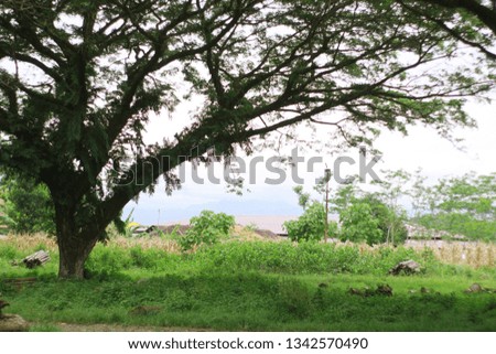 Large trees in the forest with dense foliage, the atmosphere in a cool forest, wood harvested in the forest