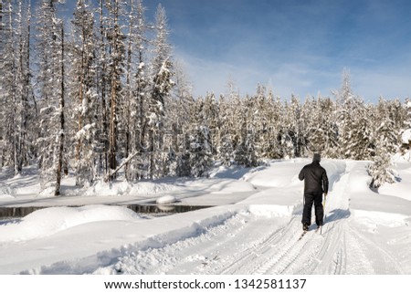 Winter forest in Idaho with a skier following a trail through the trees
